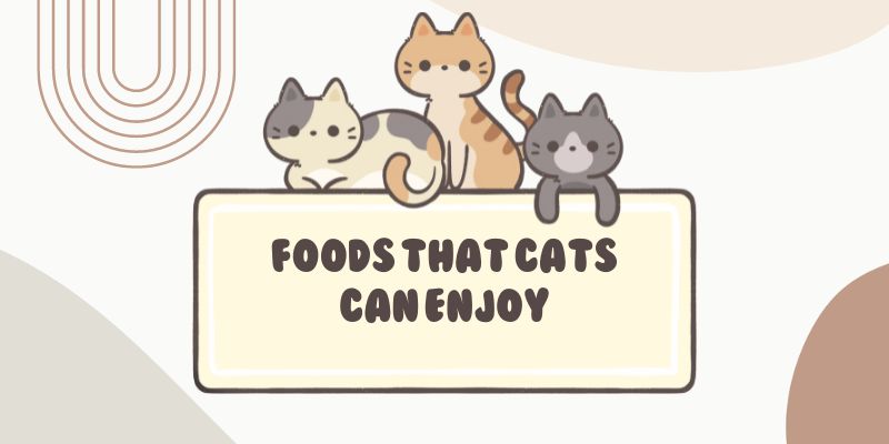 Buy Jerky Treats for Cats