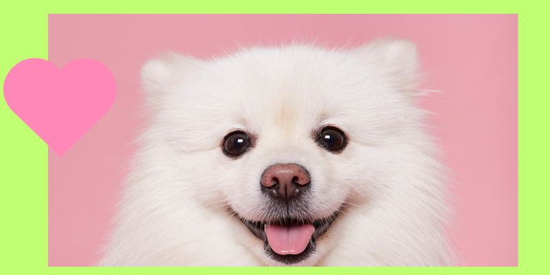 Buy Best Dog Food Online