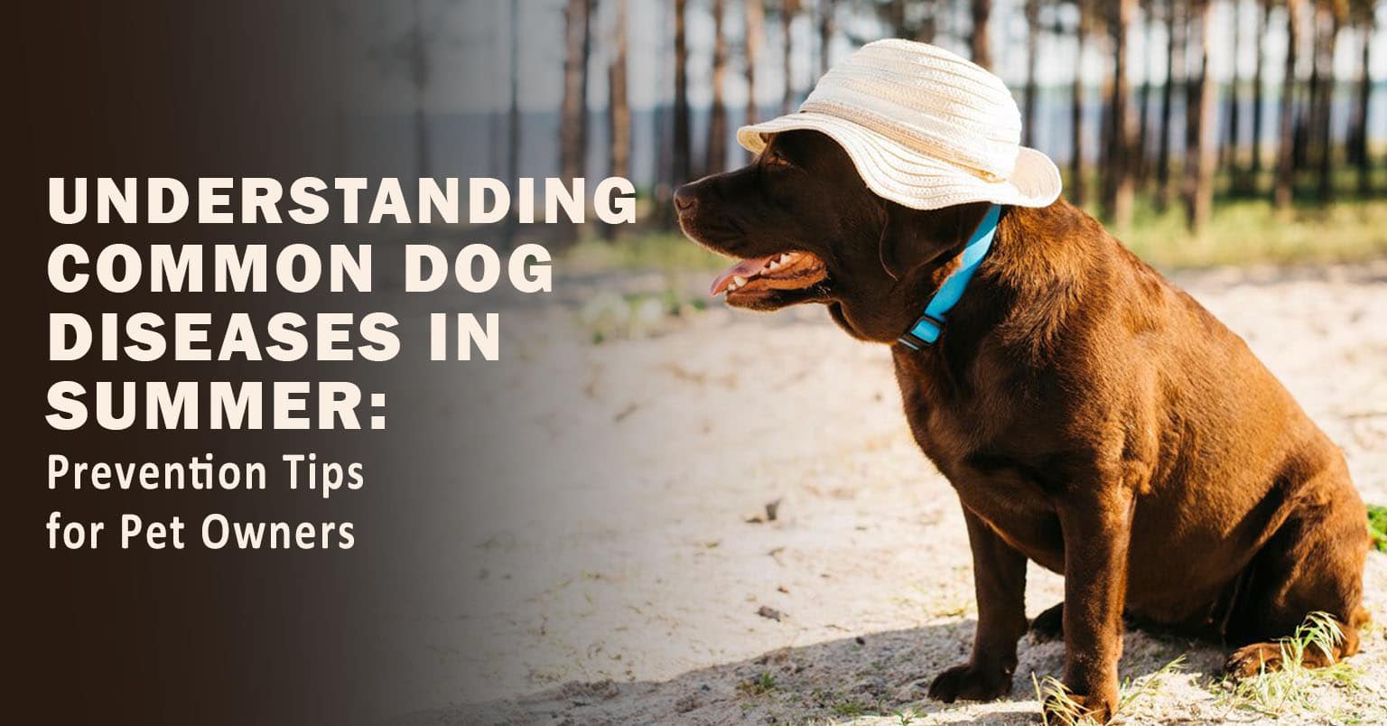 Understanding Common Dog Diseases in Summer Prevention Tips for Pet Owners