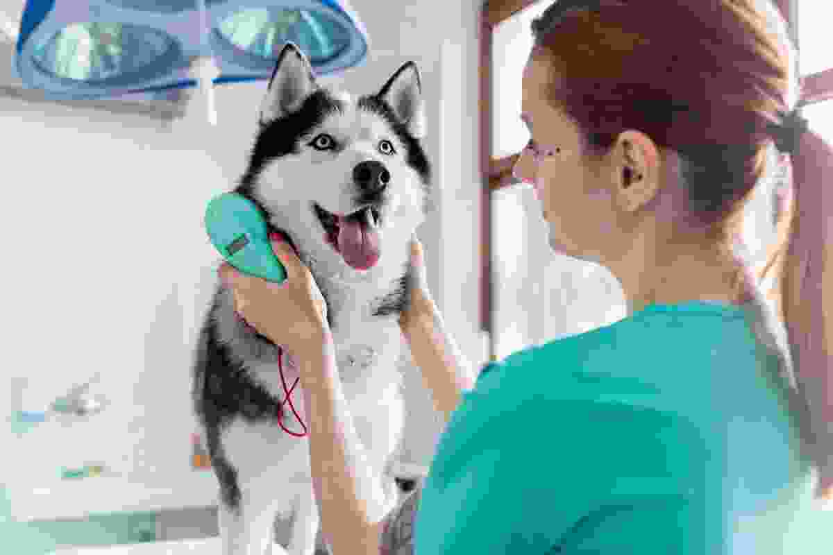 Veterinary-Care-img