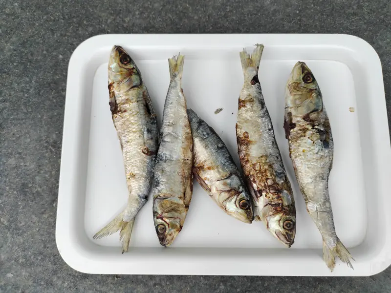 Sardine fish